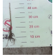 MIŁORZĄB CHIŃSKI sadzonka odporna na mróz - sadzonki 20 / 30 cm
